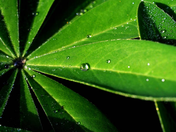 istock Dewdrop on a green leaf illuminated by the morning sun, macro 1282075422