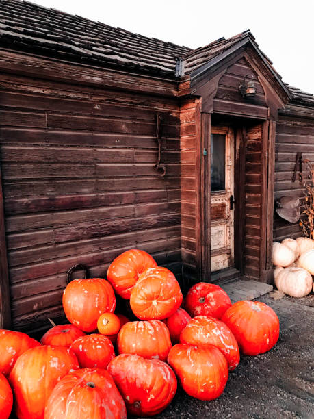 istock Pumpkins in front of old cabin 1282076010