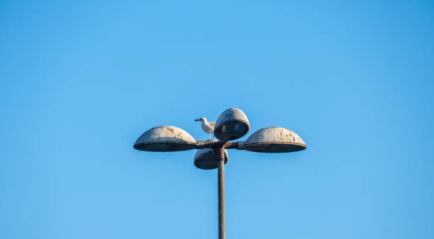 istock seagull on street lamp in blue sky 1282076070