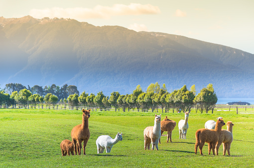 Green meadow grass field with large group of alpaca in south island New Zealand with nature landscape scenics sunrise morning