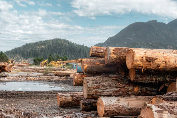 Wooden logs of pine woods stacked in a pile in the village of Sayward in Canada Wooden logs of pine woods stacked in a pile in the village of Sayward in Canada with mountains in the background. Selective focus. pine tree lumber industry forest deforestation stock pictures, royalty-free photos & images