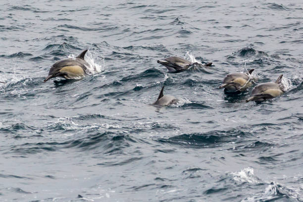 istock Wild Dolphins Outsie the Channel Islands 1282078646