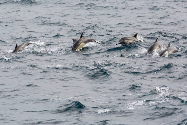 istock Wild Dolphins Outsie the Channel Islands 1282078648