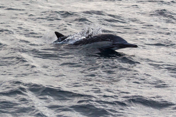 istock Wild Dolphins Outsie the Channel Islands 1282078655