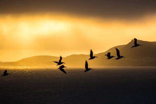 Flock of Pelicans at Sunrise in Channel Islands stock photo