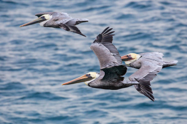 istock Wild Pelican in Channel Islands National Park 1282078778