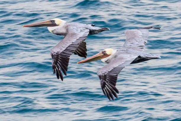 Wild pelicans flying along the coast of Santa Rosa Island in Channel Islands National Park (California).