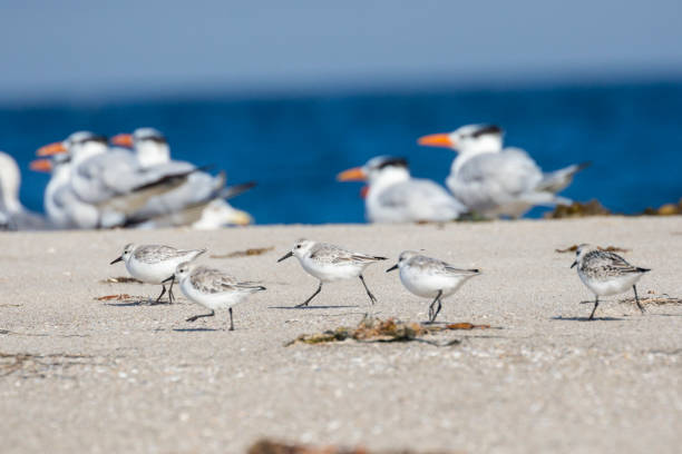 istock Sanderlings Feeding in Channel Islands National Park 1282079354