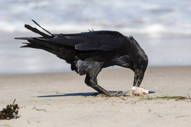Wild Raven Catching Fish in the Channel Islands A wild raven with a caught fish on Santa Rosa Island in Channel Islands National Park (California). crow eating carrion stock pictures, royalty-free photos & images