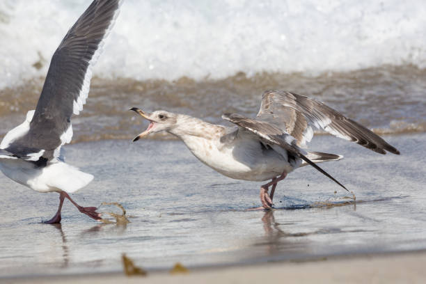 istock Seagull Catching Fish in Channel Islands National Park 1282079415