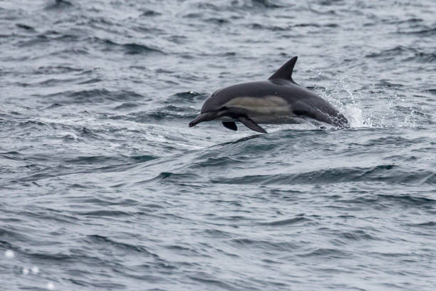 istock Wild Dolphins Swimming Around Channel Islands National Park 1282079431