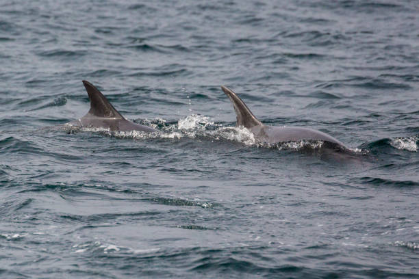 istock Wild Dolphins Swimming Around Channel Islands National Park 1282079433