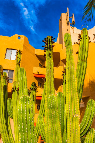 istock Puerto Paraiso Cardon Cactus Central Los Cabos Mexico 1282080263
