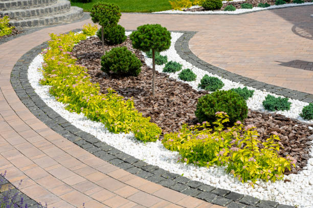 Landscape design. Design of the adjacent territory. Decorative thuja on a flower bed stock photo