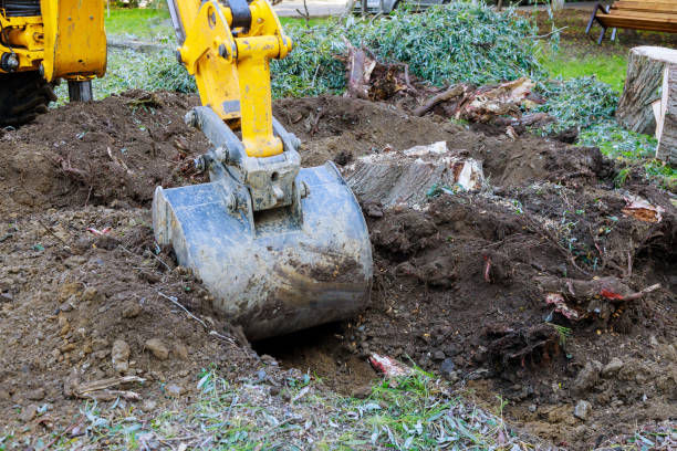 istock Yard work bulldozer clearing land from old trees, roots and branches with backhoe machinery. 1282083305