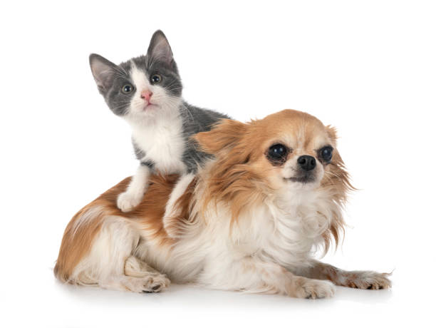 istock stray kitten and chihuahua 1282083573