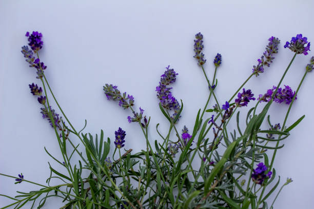 istock Small bunch of assorted lavender flower stems on a white background 1282083671