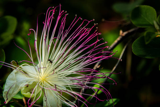 istock Flower photos from natural environments 1282084495
