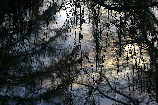 silhouettes of larch branches against the evening sky
