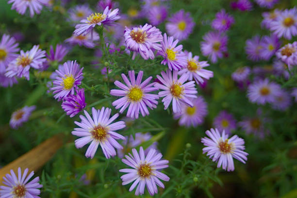 istock bright lilac asters in the autumn flower bed 1282085252