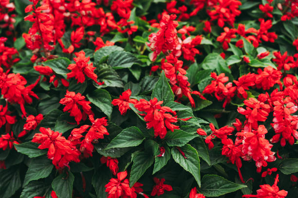istock Blooming pink flowers with leaves 1282086354