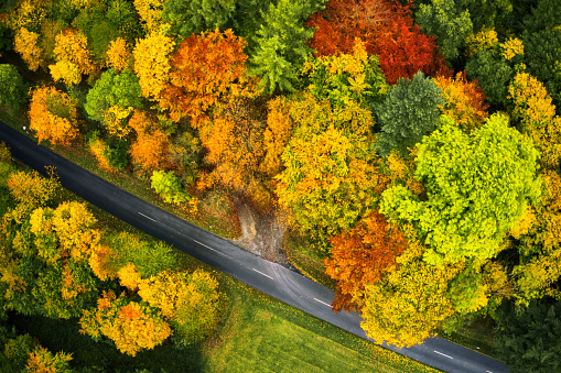 Vertical aerial view of the gray band of an asphalted country road that runs diagonally through a colorful forest with autumn leaves