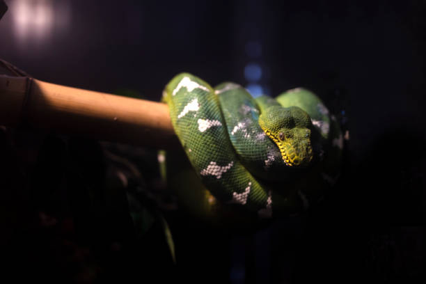 녹색 나무 파이썬 - green tree python 뉴스 사진 이미지