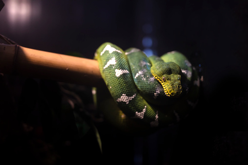 Green tree python