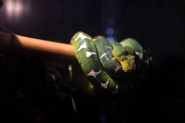 Green tree python Green tree python green boa snake corallus caninus stock pictures, royalty-free photos & images