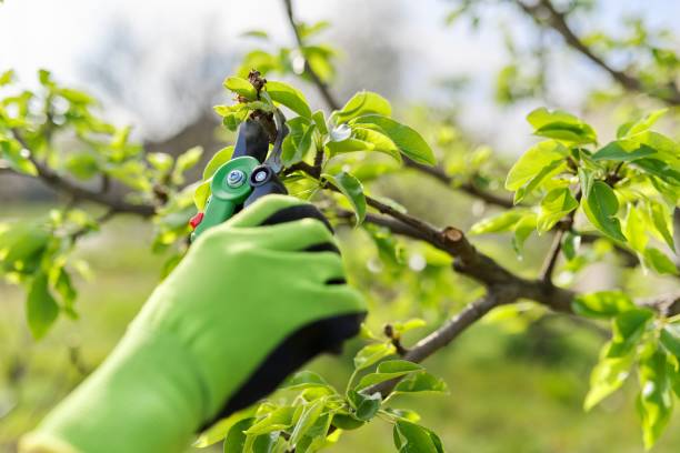istock Spring pruning of garden fruit trees and bushes 1282090660