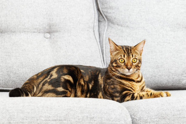 istock Beautiful short-haired young cat lying on bed at home, bengal cat pet. 1282091849