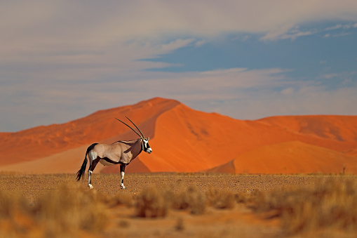 Gemsbok con arena naranja duna puesta de sol puesta de sol. Gemsbuck, Oryx gazella, gran antílope en hábitat natural, Sossusvlei, Namibia. Animales salvajes en la sabana. Animal con cuerno de asta recto grande. photo