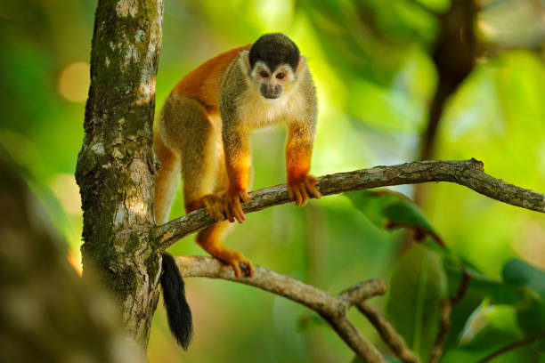 istock Squirrel monkey, Saimiri oerstedii, sitting on the tree trunk with green leaves, Corcovado NP, Costa Rica. Monkey in the tropic forest vegetation. Wildlife scene from nature. Beautiful cute animal. 1282092858