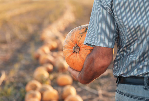 Close up of senior farmer holding pumpkin in his hands in field.