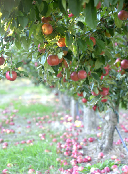 istock ripe apples in an orchard ready for harvesting 1282094108
