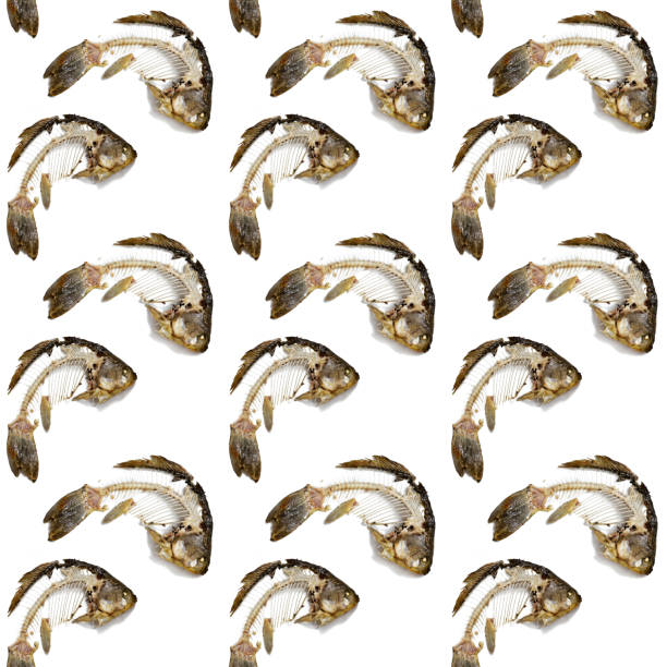 Seamless pattern from fish skeleton that was eaten. Bones crucian carp isolated, creative food print.