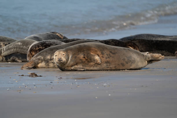 istock Group with different shapes and sizes of gray seal. Dune, Germany 1282095440