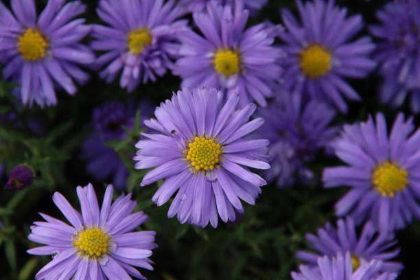 istock Aster dumosus 'Lady in Blue' with raindrop 1282095885