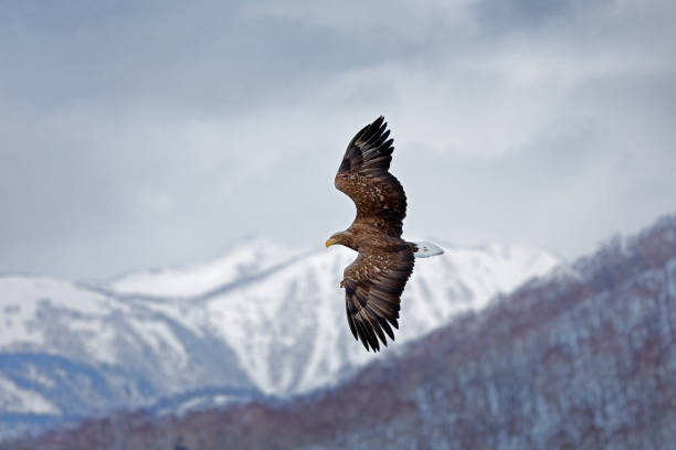 istock Flying bird of prey, White-tailed Eagle, Haliaeetus albicilla, with blue sky and white clouds in background. Wildlife scene with bird from nature. 1282096818