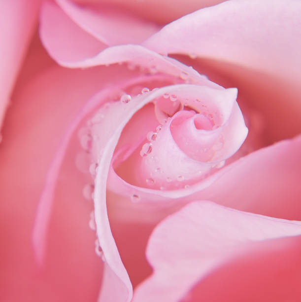 istock Closeup of pink rose flower 1282097656