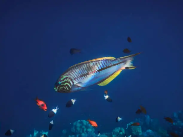 colorful redsea junker fish in the blue se in egypt