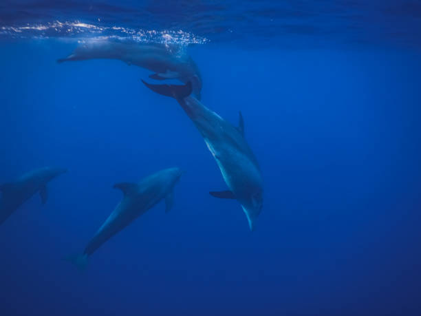 istock dolphins swimming in a swarm in the blue sea 1282097932