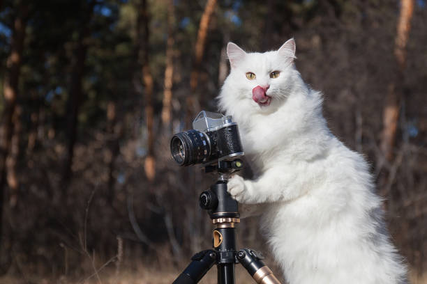 istock beautiful white fluffy cat-photographer funny licks his lips 1282098116