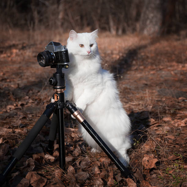 istock funny white furry cat photographer looks distractedly sideways 1282098634
