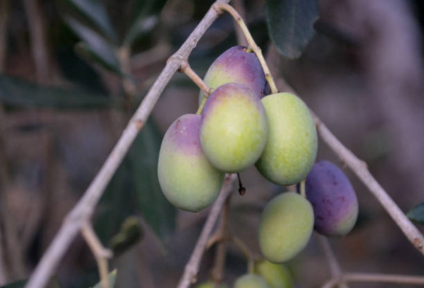 istock Olives on Olive Trees in Tuscany Italy 1282099142