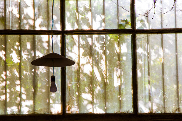 Fire light in one window of dark scary abandoned house with dry vine plant at night front view