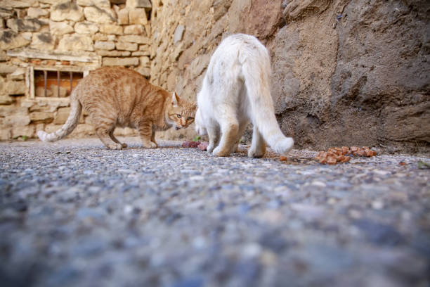 gatti randagi che mangiano per strada - domestic cat animals feeding pet food food foto e immagini stock