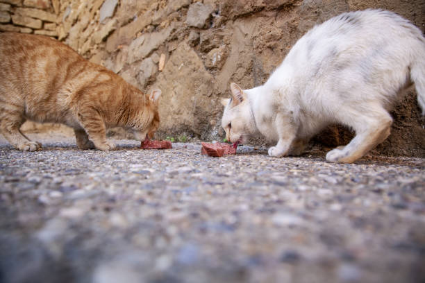 gatti randagi che mangiano per strada - domestic cat animals feeding pet food food foto e immagini stock