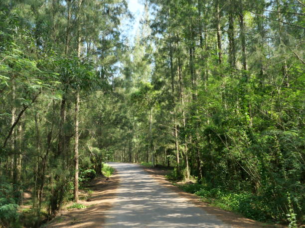 istock The asphalt road in the pine forest 1282102347