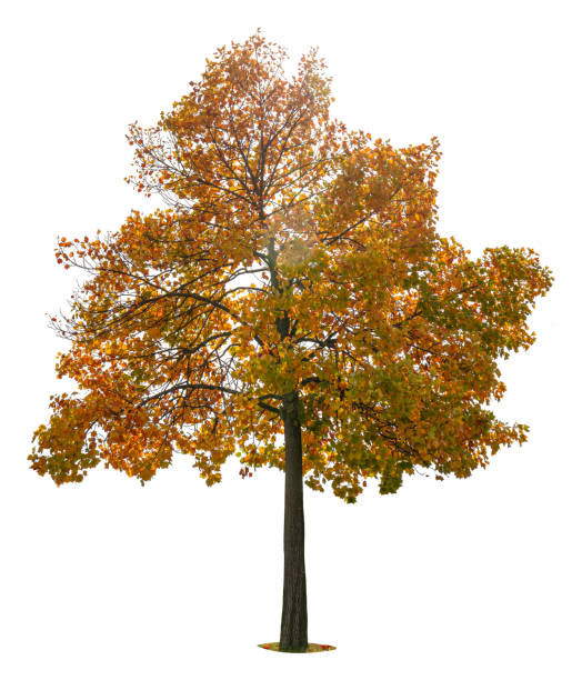 istock Autumn trees isolated on white background. 1282102912